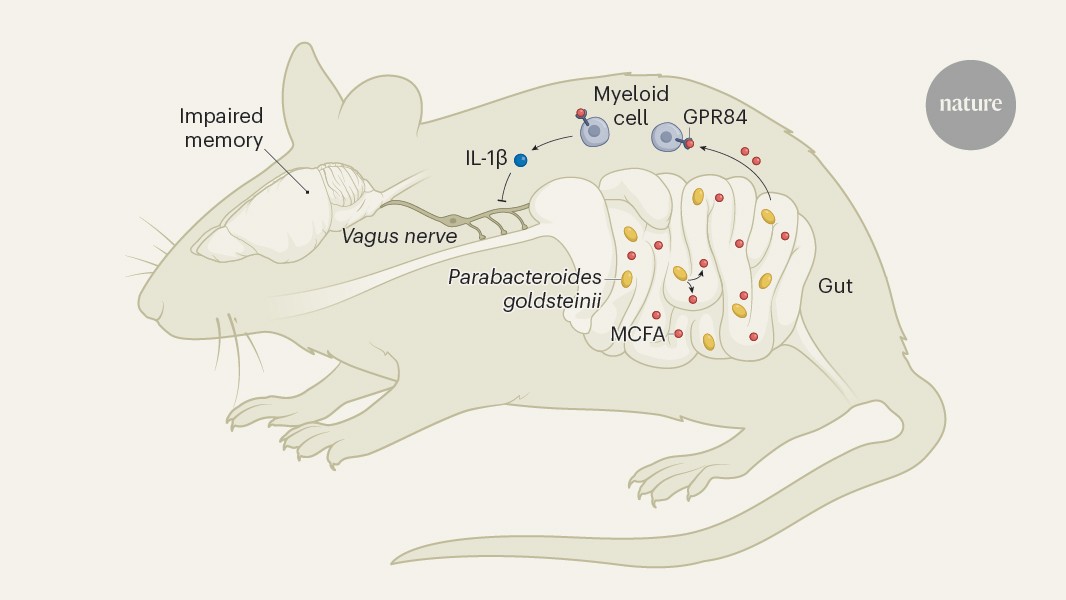 As mice age, changes in the microorganisms in their guts contribute to cognitive decline by altering signalling between the gut and brain.