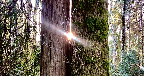 "In their highest boughs the world rustles, their roots rest in infinity; but they do not lose themselves there, they struggle with all the force of their lives for one thing only: to fulfill themselves according to their own laws... to represent themselves. …