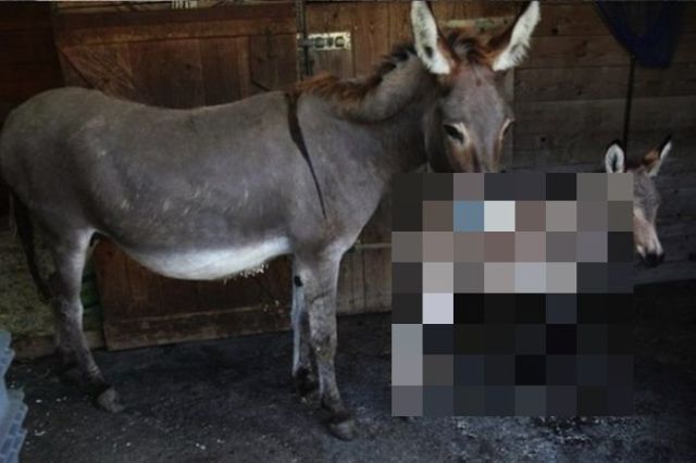 The First Ever Donkey-Zebra Cross Breed  (8 pics)