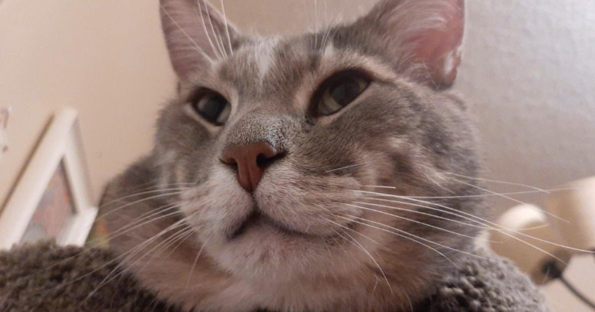 Apparently, cats can be guard dogs, too.&nbsp;
Many cat lovers think that kitties are just lackadaisical house gnomes with a sunny spot in the corner and a multi-bed cat tower in the living room, but cats can be so much more than sleepy babies. Cats aren't actual…