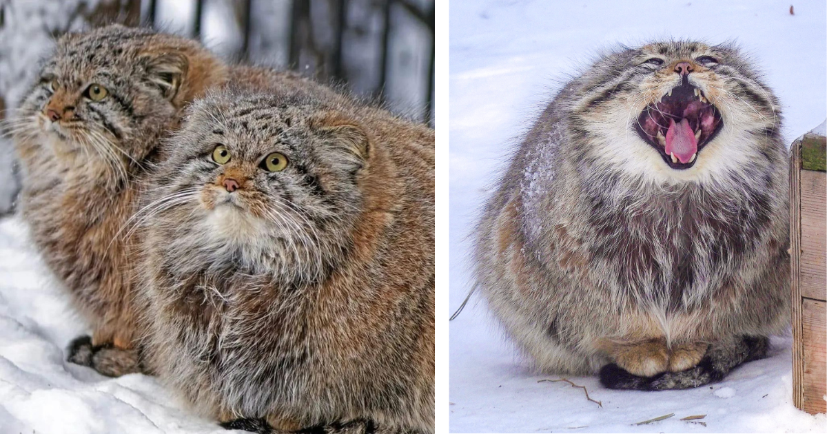 If you're cold, they're probably not cold because they're pallas' cats. They were built for the snow and have adopted the most awwdorable habit to survive in freezing temperatures.
In general, cats are not built for the cold. They like warm things, like spac…