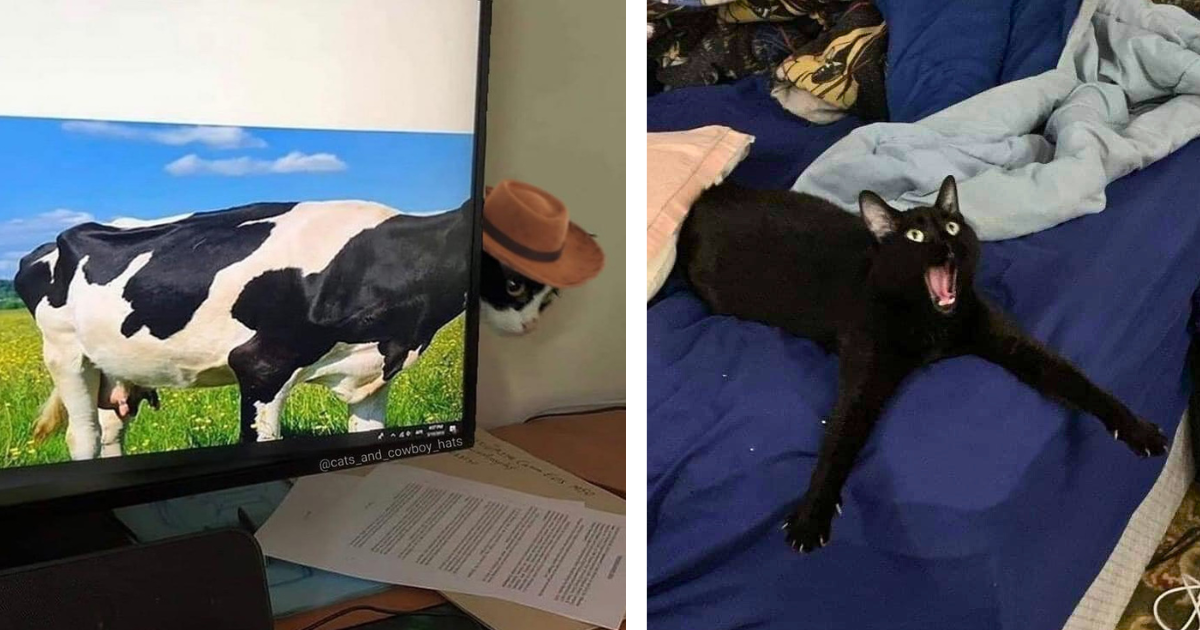 AI can do some pretty cool stuff, but it will never outpurr a classic feline photo full of all-natural cat comedy.
Like the rest of the world, you've probably had to deal with some level of AI integration in your daily life by now. Whether it's being used to…