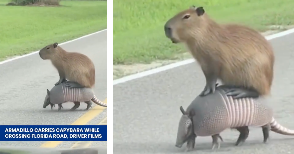 Why did the capybara and the armadillo cross the street? To get to the other side!
In a world where everything seems impossible, go to Florida. There, everything is pawssible, no matter how far-fetched it may seem. One day (in Florida), you could be basking …