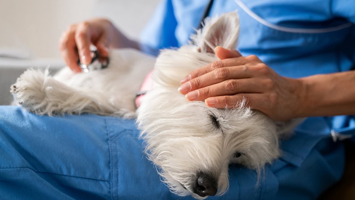 Pet insurance is sold as a service that offers owners peace of mind if one of your pets falls ill or is injured. But many owners have found that's not the case in their hour of need.