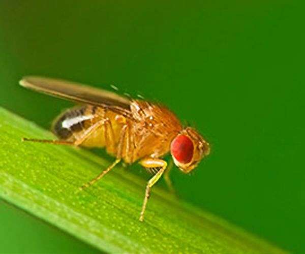 Los Angeles CA (SPX) May 01, 2026


Fruit flies subjected to gravitational forces many times stronger than Earth's pull not only survived but mated, reproduced, and eventually returned to normal behavior, according to new research from the University of Calif…