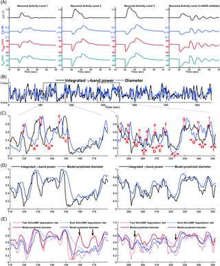 Author summary Cerebral hemodynamic imaging is widely used to investigate brain function in-vivo. These signals are primarily shaped by arteriolar vasodynamics, which result from a combination of physiological processes mediated by multiple interacting cell t…