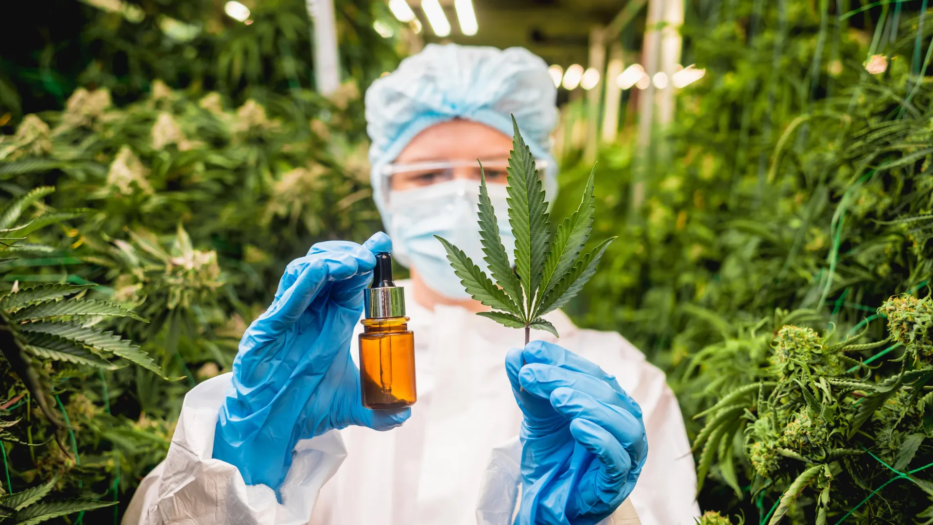 Scientists have uncovered a surprising new layer of complexity in Cannabis, identifying dozens of previously unknown compounds—including the first-ever evidence of rare molecules called flavoalkaloids in its leaves. These compounds, prized for their potential…